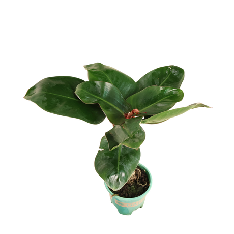 Philodendron Blushing