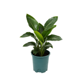 Bird of Paradise Plant