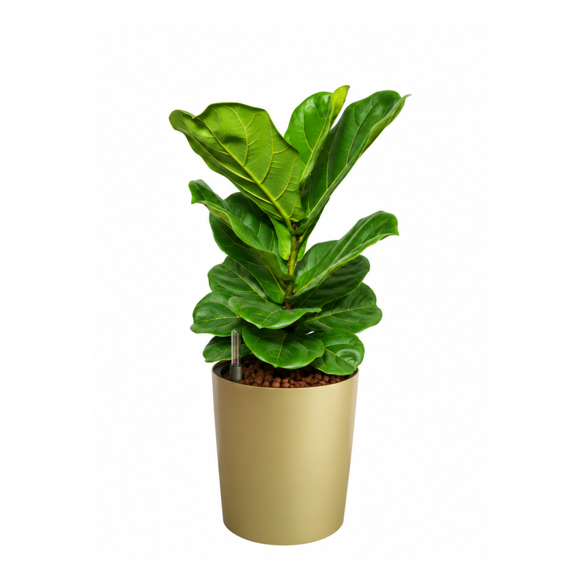 Ficus Lyrata (Fiddle Leaf Fig 琴叶榕) in Self-Watering Pot (65cm)