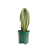 Dracaena Masoniana (Whale Fin Plant)