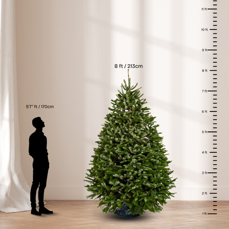 Nordmann Fir Christmas Tree 8-9FT (USA No.1 Grade)