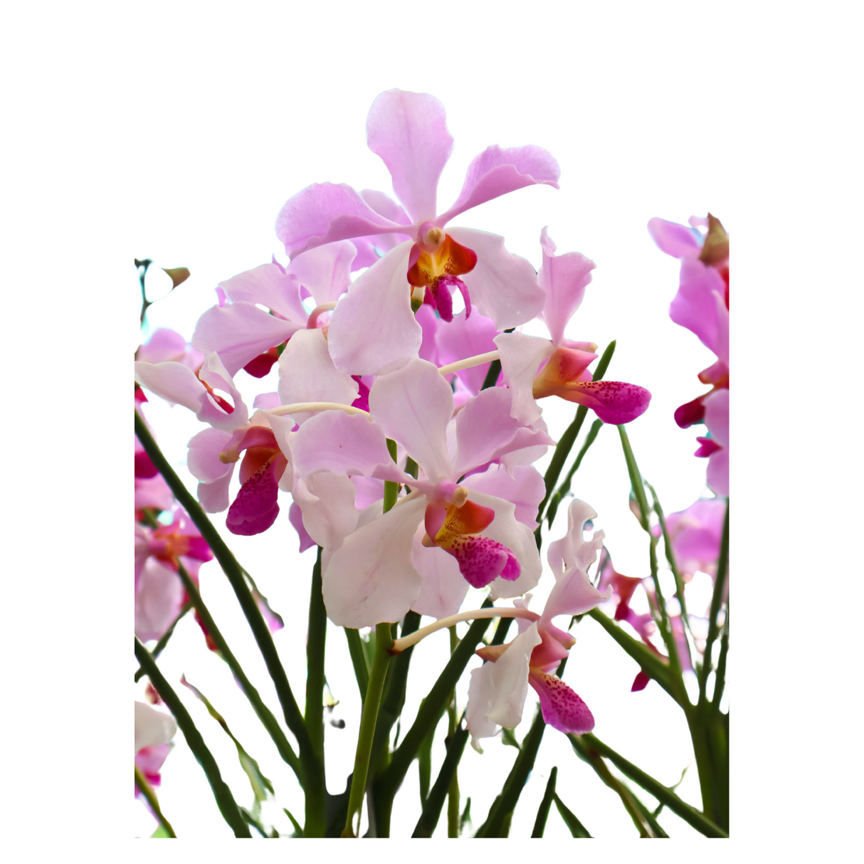 Vanda Orchid [Limited Edition]