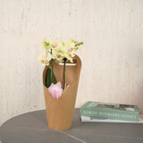 Mini Phalaenopsis Orchids - Corporate Gifts