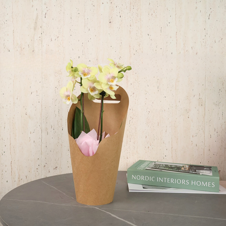 Mini Phalaenopsis Orchids - Corporate Gifts