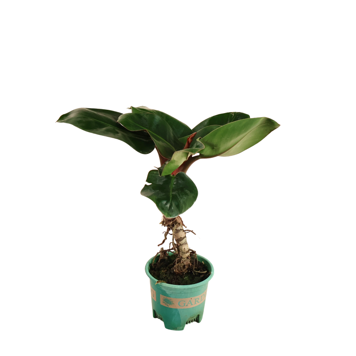 Philodendron Blushing