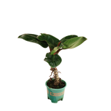 Philodendron Blushing