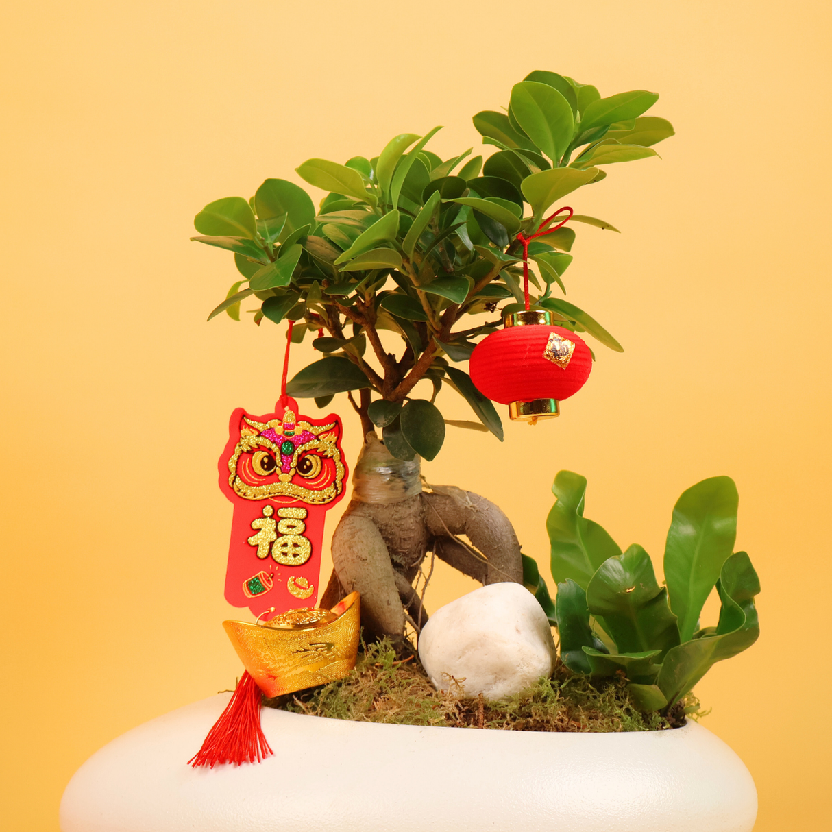 Bonsai Treasure (Bonsai) - CNY Plant