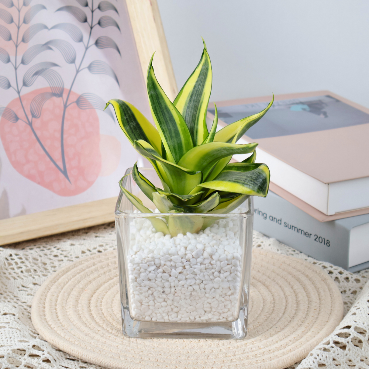 Mini Snake Plant in Glass Vase