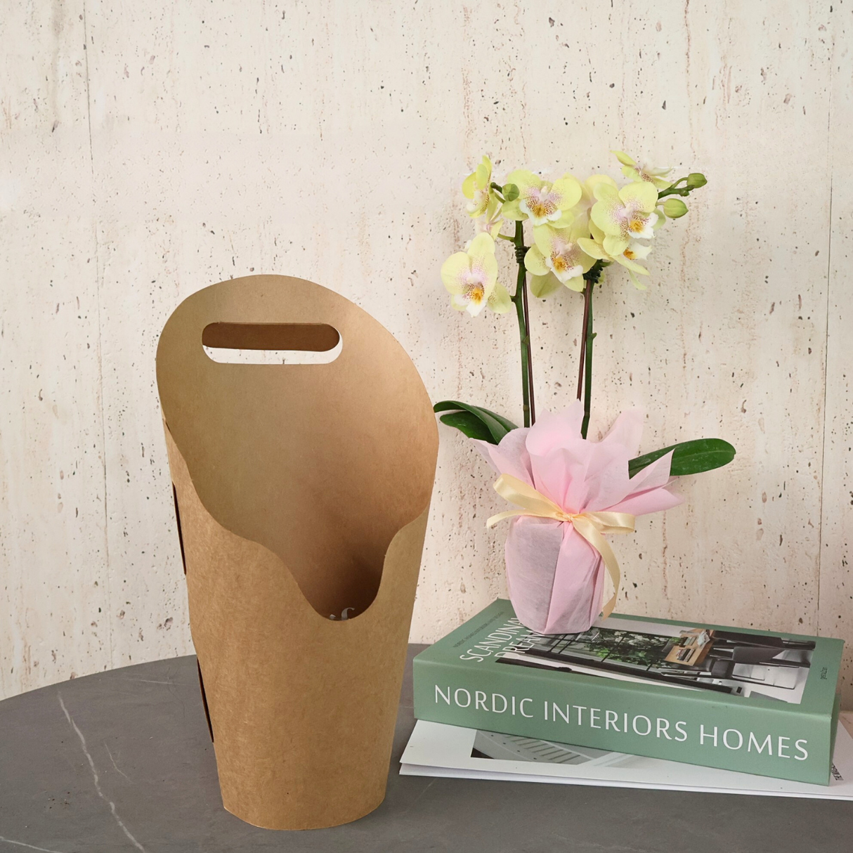 Mini Phalaenopsis Orchids - Corporate Gifts