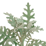 Silver Dust Dusty Miller Plant
