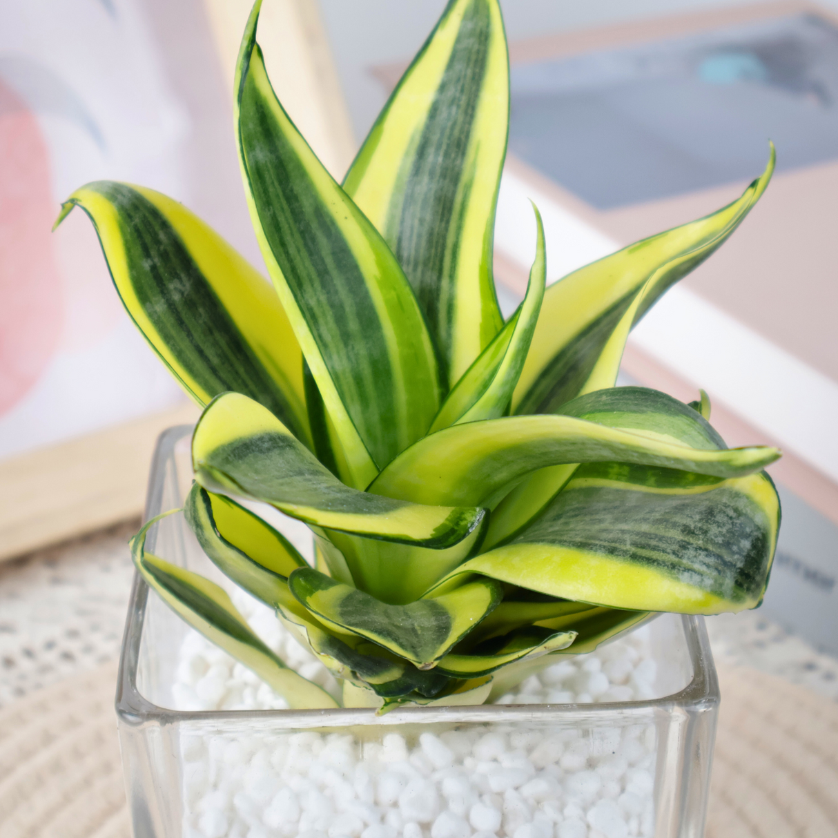 Mini Snake Plant in Glass Vase