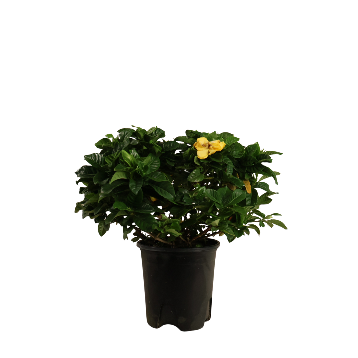 Gardenia (Yellow)
