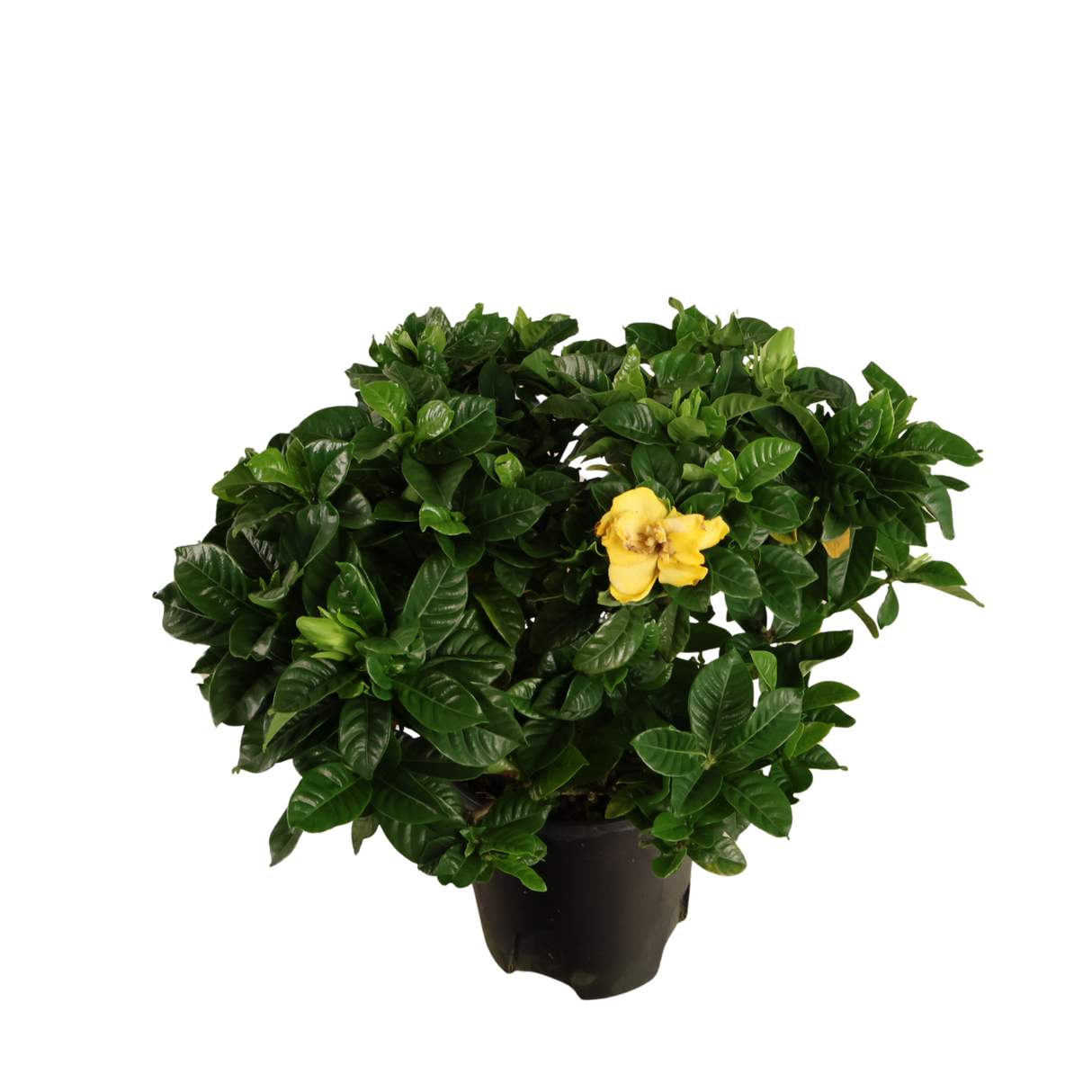 Gardenia (Yellow)
