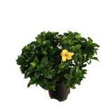 Gardenia (Yellow)