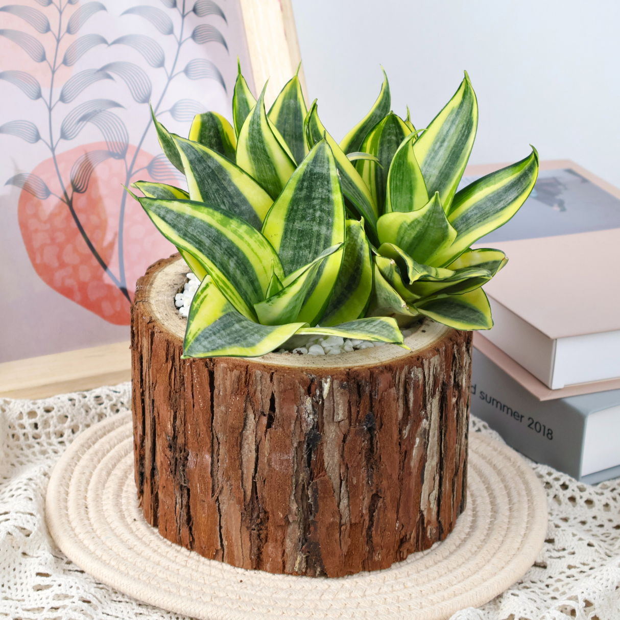 Nature Charm (Snake Plant)