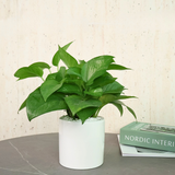 Houseplant in flowerpot on table with vase.