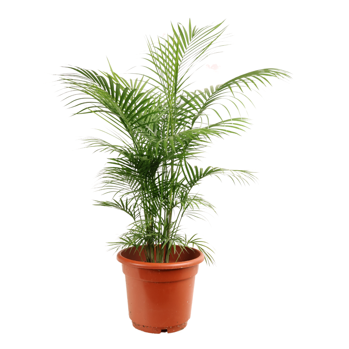 jawa palm plant Java Palm| JM Flower