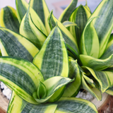 Nature Charm (Snake Plant)