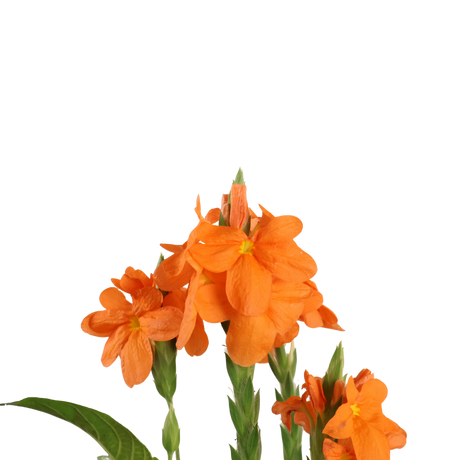 Crossandra