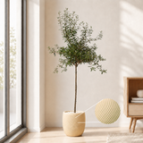 Olive Tree (Olea Europaea 油橄榄) in Ceramic Pot (190cm)