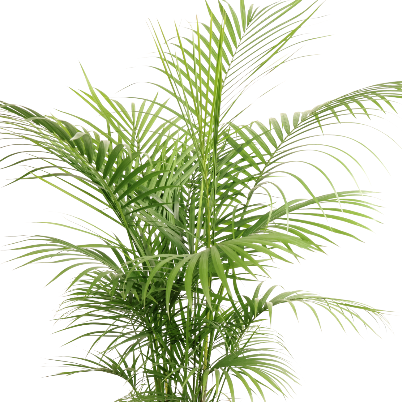 Java Palm| JM Flower