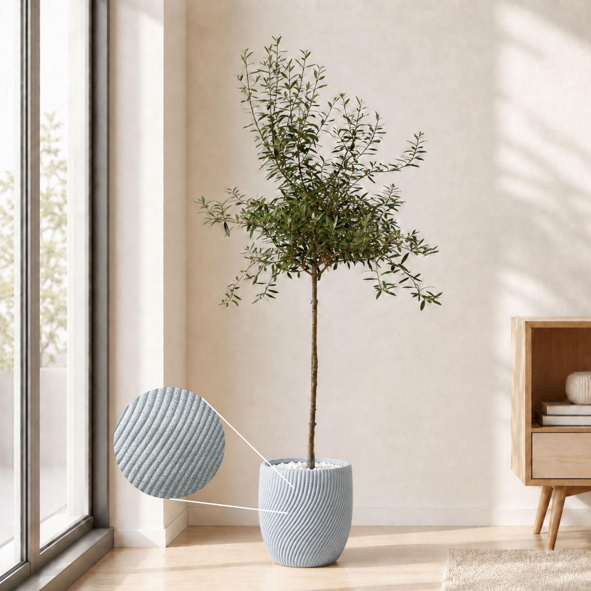 Olive Tree (Olea Europaea 油橄榄) in Ceramic Pot (190cm)
