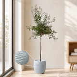 Olive Tree (Olea Europaea 油橄榄) in Ceramic Pot (190cm)