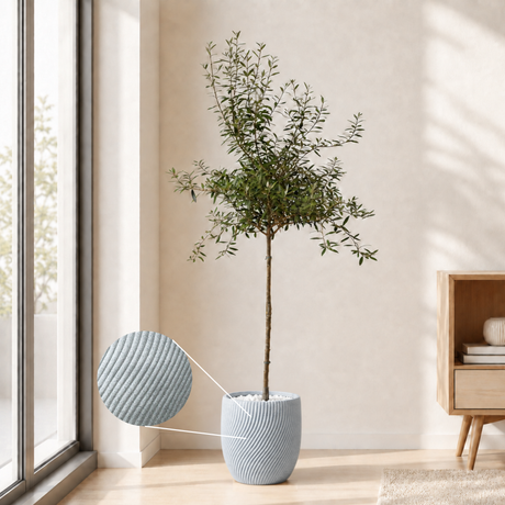 Olive Tree (Olea Europaea 油橄榄) in Ceramic Pot (190cm)