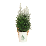 Chamaecyparis lawsoniana 'Ellwoodii' Plant in Festive Pot