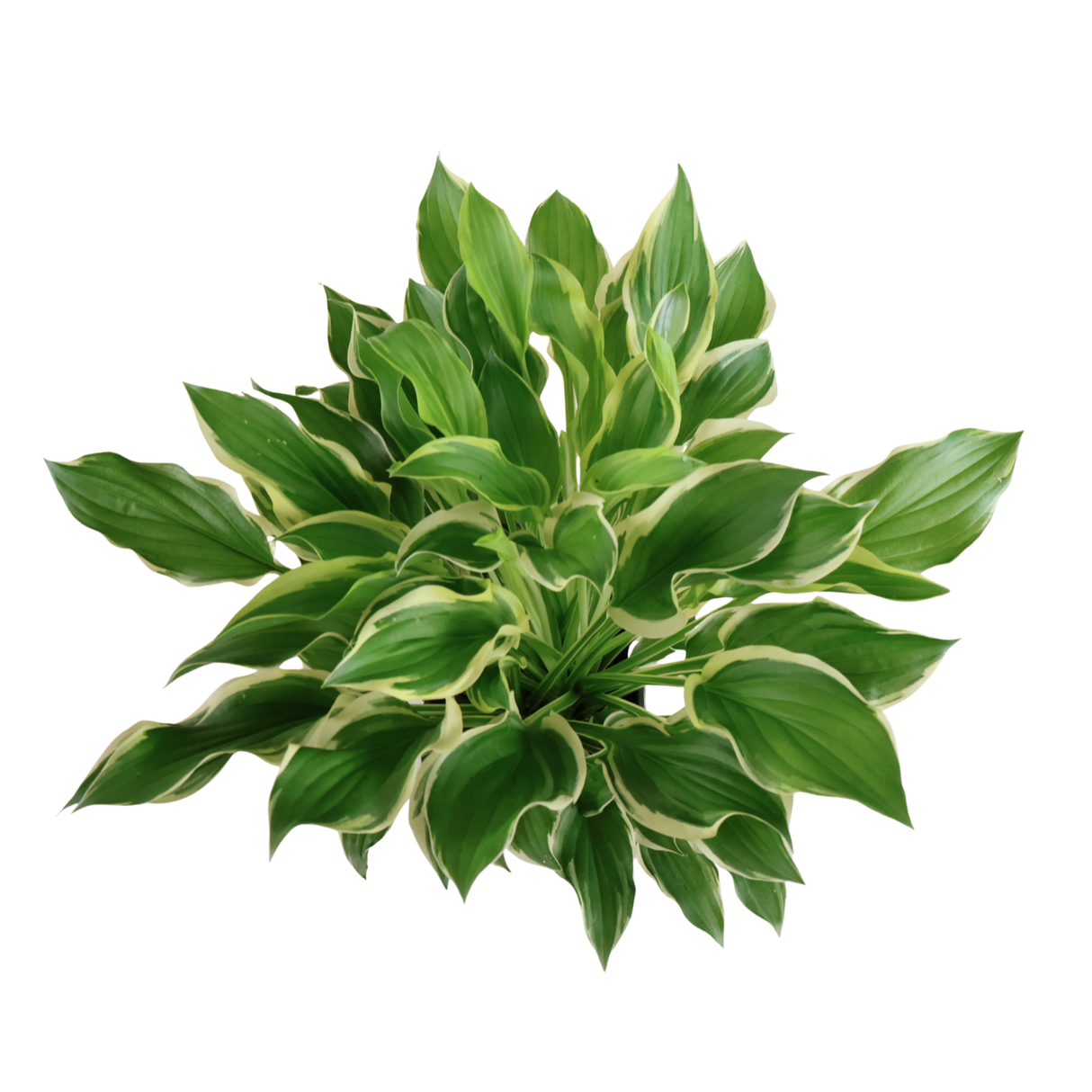 Hosta Plantaginea