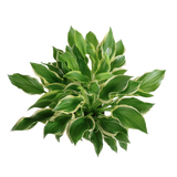 Hosta Plantaginea