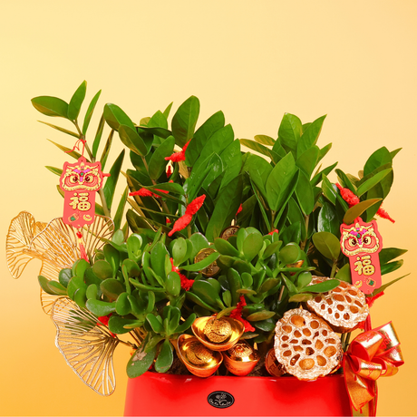 Blooming Prosperity (Money Plants) - CNY Plant