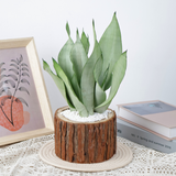 Nature Grace (Snake Plant)