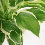 Hosta Plantaginea