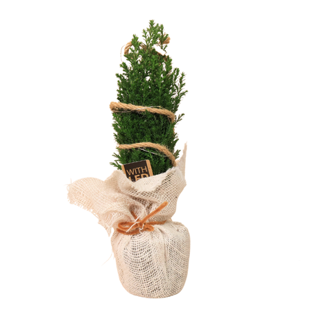 Chamaecyparis lawsoniana 'Ellwoodii' Plant with LED Lights