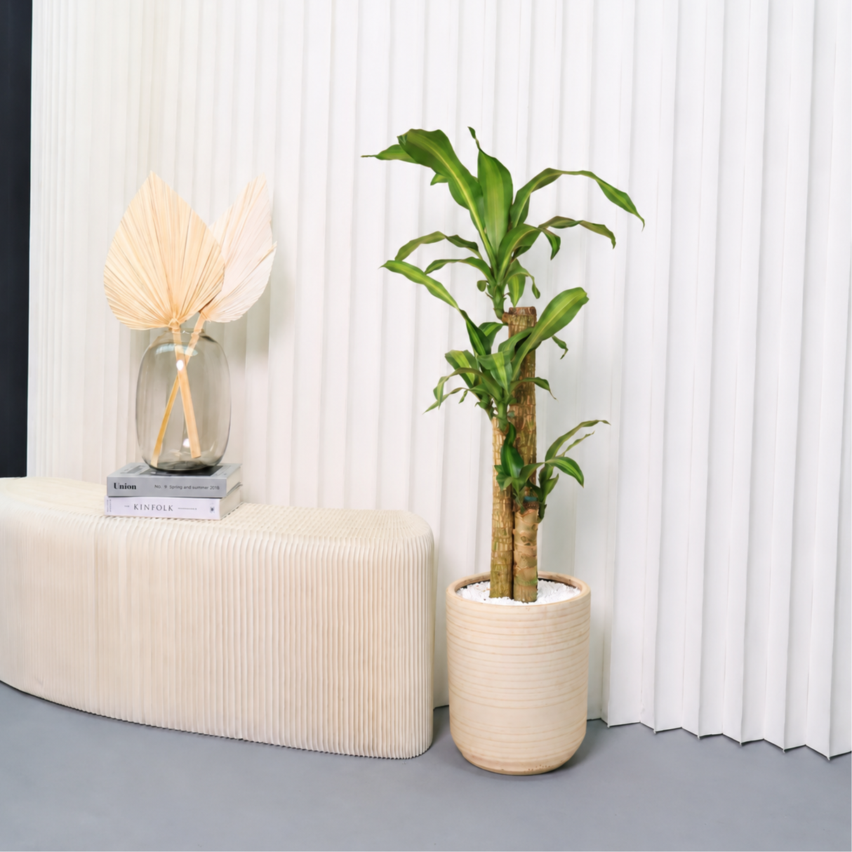 Dracaena Fragrans (Iron Tree) in Ceramic Pot (90cm)