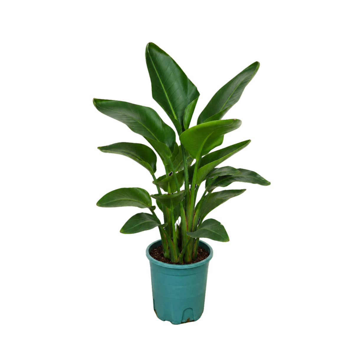 Bird of Paradise Plant