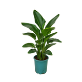 Bird of Paradise Plant