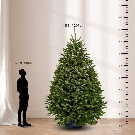 Nordmann Fir Christmas Tree 9-10FT (USA No.1 Grade)