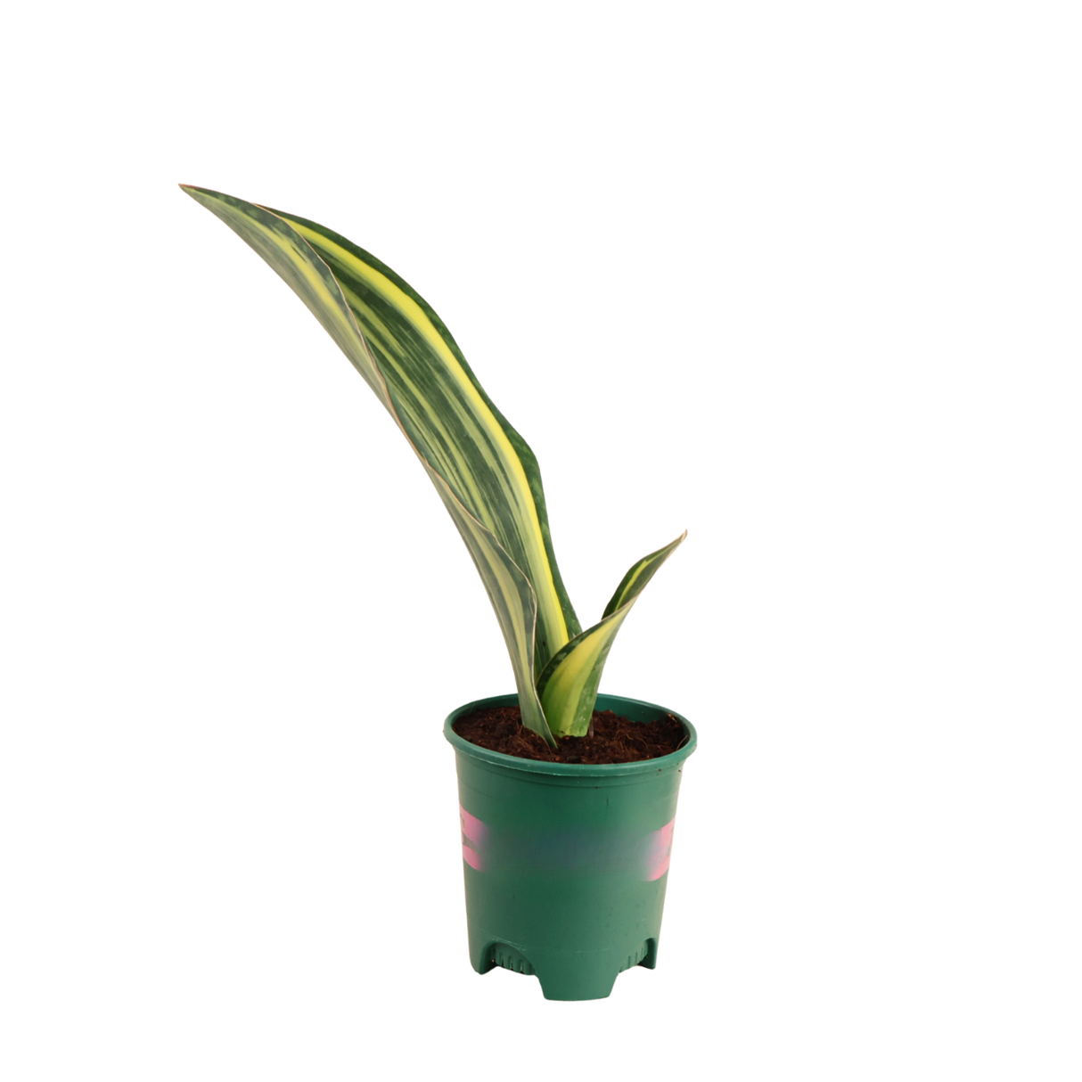 Dracaena Masoniana (Whale Fin Plant)