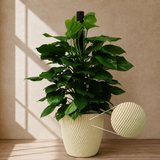 Money Plant (Golden Pothos) in Ceramic Pot (140cm)