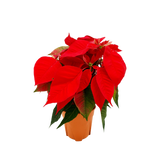 Poinsettia