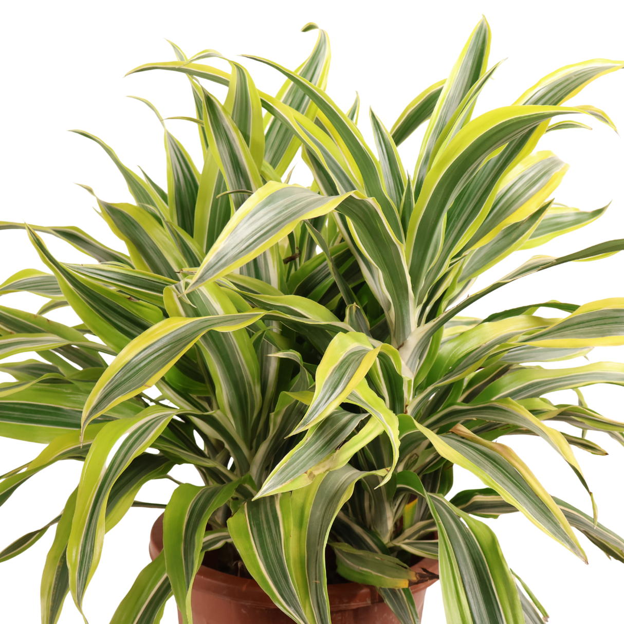 dracaena deremensis Dracaena Deremensis| JM Flower