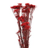 Preserved Rice flower