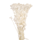 Preserved Rice flower