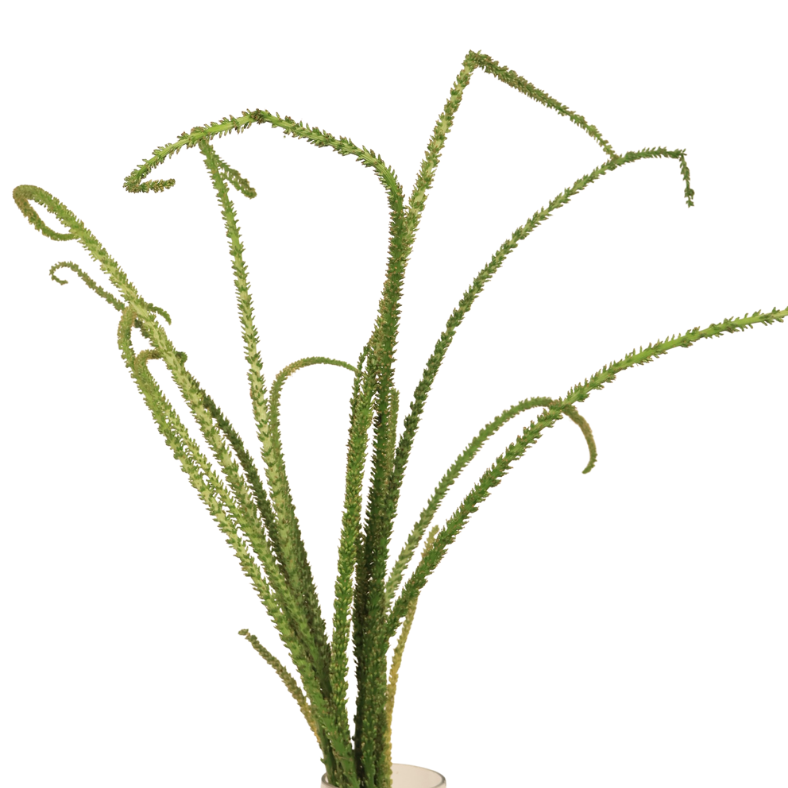 Conifer Green (Taiwan)