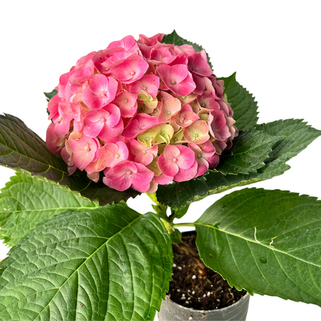 Hydrangea Plant 1Hd 14cm Pot