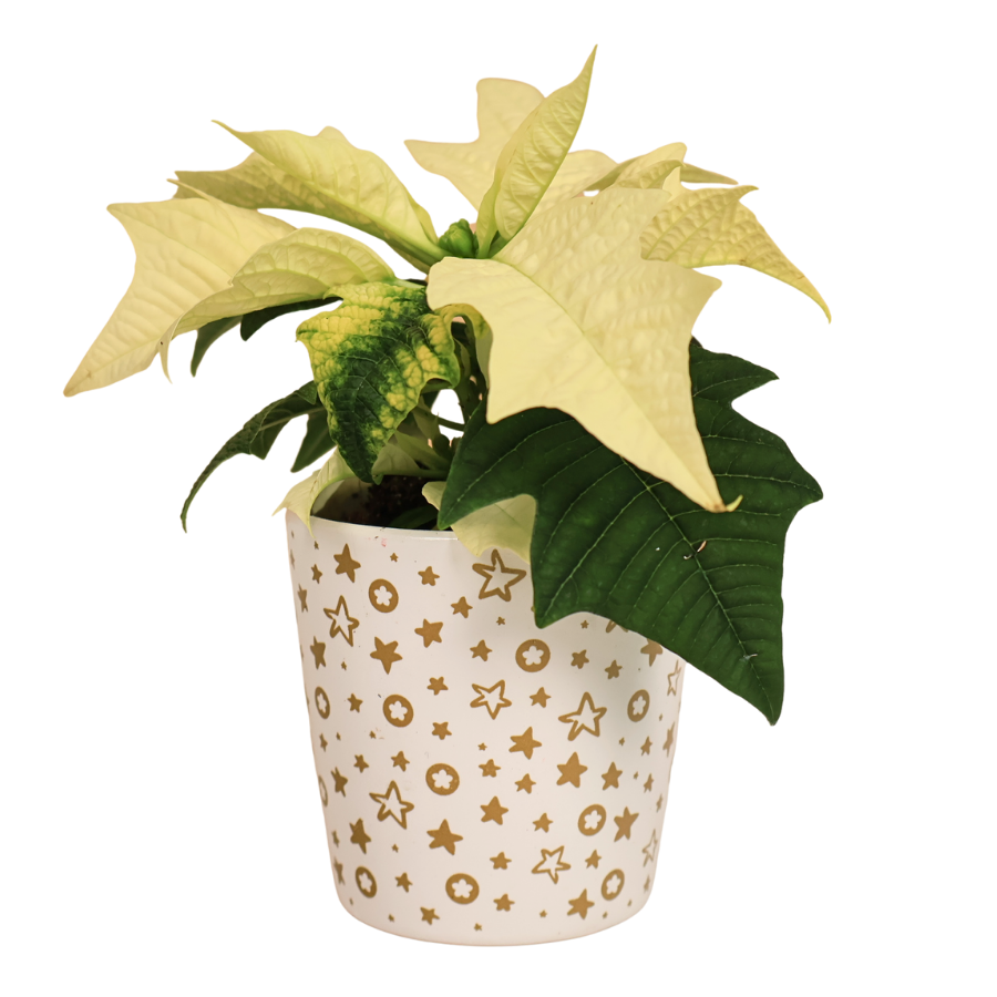 Mini Poinsettia in Festive Pot - Assorted