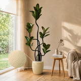 Ficus Elastica (Rubber Plant) in Ceramic Pot