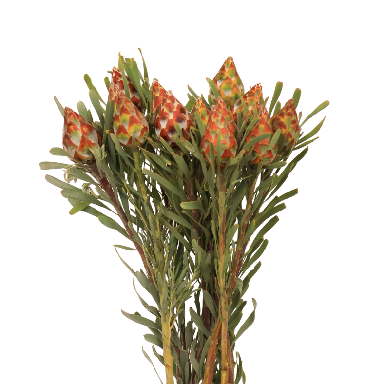 Leucadendron Plumosum (South Africa)